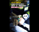安庆：幼猫被卡发动机消防员拎腿救出  被现场好心人收养