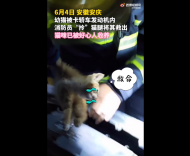 安慶：幼貓被卡發動機消防員拎腿救出  被現場好心人收養