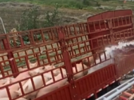 蕪湖：貨車側翻一車生豬中暑 消防灑水沖涼解救