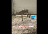 滁州：“不速之客”闯进家中偷吃鸡饲料    竟是保护动物麂子