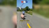 “二師兄”豬偷偷溜下車馬路中間逆行