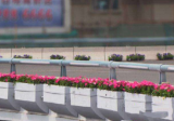 合肥裕溪路和銅陵路兩大高架將“換顏” 紅葉石楠及紅帽月季替換“上妝”