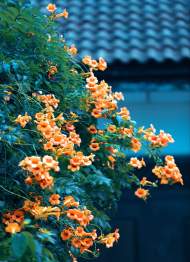 田再聯(lián)：遙遠的刺槐花開