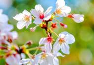 芳純：善意催開(kāi)的花園