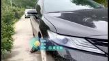 黄山一野猪突然撞车，车损猪亡！