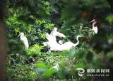 大批鷺鳥(niǎo)飛抵銅陵境內(nèi)的濕地、公園棲息避暑