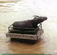 河南周口沙潁河水位下降：鐵水牛挺住了！