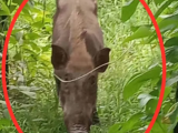 受伤野猪扰民 祁门警方果断处置