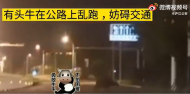 大水牛在路上橫沖直撞  合肥民警深夜?fàn)颗３圆輧尚r(shí)找到主人