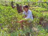 宜秀區大龍山鎮中心社區：種菜“趟”出一條致富路 