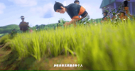 江筱非:開在路邊的梔子花
