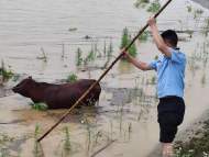宣城：河水暴漲  黃牛不慎落水被困 