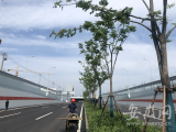 7月11日起合肥高新区这条主干道放行通车