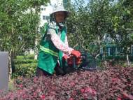 頂著高溫澆灌綠地 合肥綠化工人每天要喝八九斤水