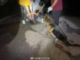 池州：警犬9分钟锁定藏匿嫌疑人位置 “哈利”立功了