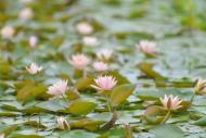 何顯玉：煙花來(lái)時(shí)丁香雨