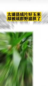 太湖县成片好玉米却被成群野猪拱了
