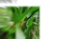 太湖縣成片好玉米卻被成群野豬拱了