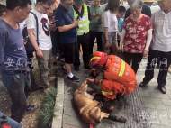 直擊蘇州酒店坍塌事故|搜救犬穿上防護鞋進場搜救