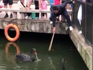 尋人啟事：救了黑天鵝的年輕爸爸，合肥野生動物園請你來做“愛鳥衛士”