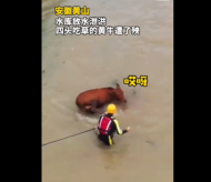 黃山一水庫泄洪  四頭黃牛被拴在河中瀕臨被淹沒