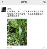 安庆：玉米即将收获却被糟蹋   野猪肆虐让村民束手无策