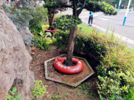 樹木套上“游泳圈”？合肥城管：滴灌抗旱