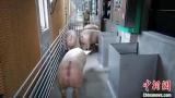 9元多一斤的猪肉重现市场 为何价格“连级跳”？