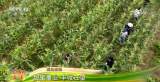 走進鄉村看小康 | 高原梯田土豆花開 苜蓿開鐮增產增收