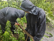 大雨致樹木傾倒 合肥經開區高劉應急防汛人員借鋸子緊急排險