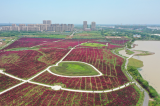 肥西官亭：林海景區紫薇花開正艷