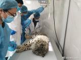 西宁野生动物园救助雪豹“凌夏”：离开了妈妈，不能独立生存