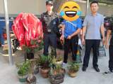 男子爱花又不想买  半夜三更偷花顺便偷遮阳棚
