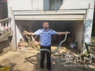 廣德：兩米“貪吃”蛇偷吃后被卡 民警徒手抓獲放歸山林