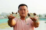 雙節臨近，蚌埠五河螃蟹即將新鮮上市