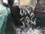 男子电9条鱼被抓获 放流30万尾鱼苗补过