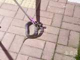 宣城梅溪公園門口發現一條眼鏡蛇