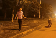 七夕夜一水牛獨(dú)上馬路  合肥民警牽牛找主人