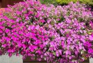 徐玉向：小院花開五點半