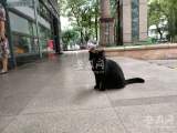 合肥一小区流浪猫成“网红”：能听懂人说话   喜欢和居民玩