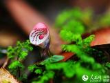 藏在北纬24度线上的野生植物“天然居室”