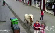 歙縣街頭白馬撞傷老人  法院判馬主人擔全責賠償20余萬