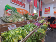 金志偉：馬齒莧