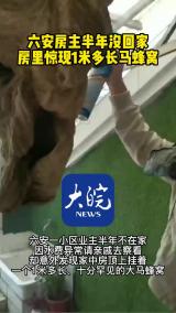 六安房主半年没回家 房里惊现1米多长马蜂窝
