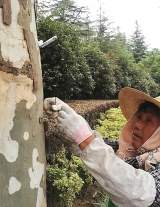 百萬腫腿蜂上樹治天牛 合肥老城區(qū)所有喬灌木樹種推行“以蟲治蟲”