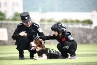 銅陵7頭警犬今年退役    將向政府機關、企事業單位轉贈