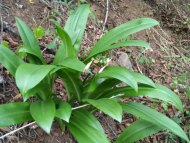  一種植物新屬以安師大教授命名