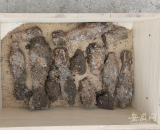 芜湖一工地惊现52枚旧时炮弹