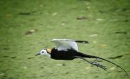 黃蔭濤：鳥