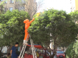 淮北：马蜂频繁扰民 消防员2小时铲除11处